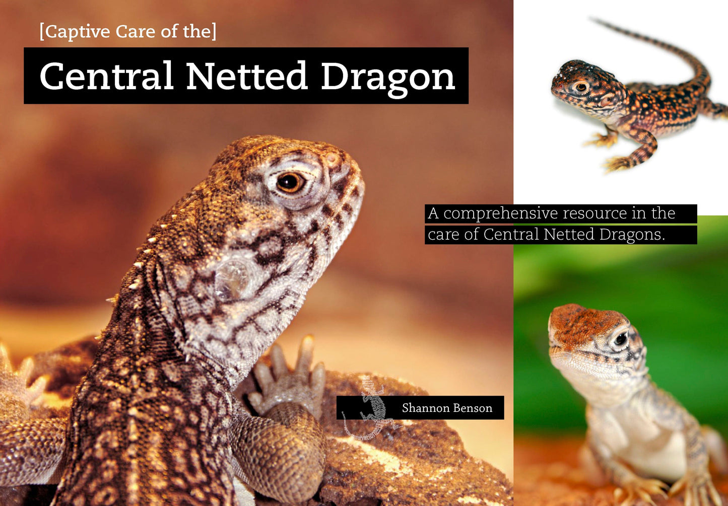 Captive Care of the Central Netted Dragon