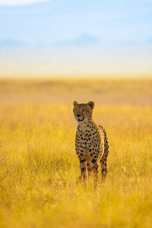 'Cheetah in Golden Field'