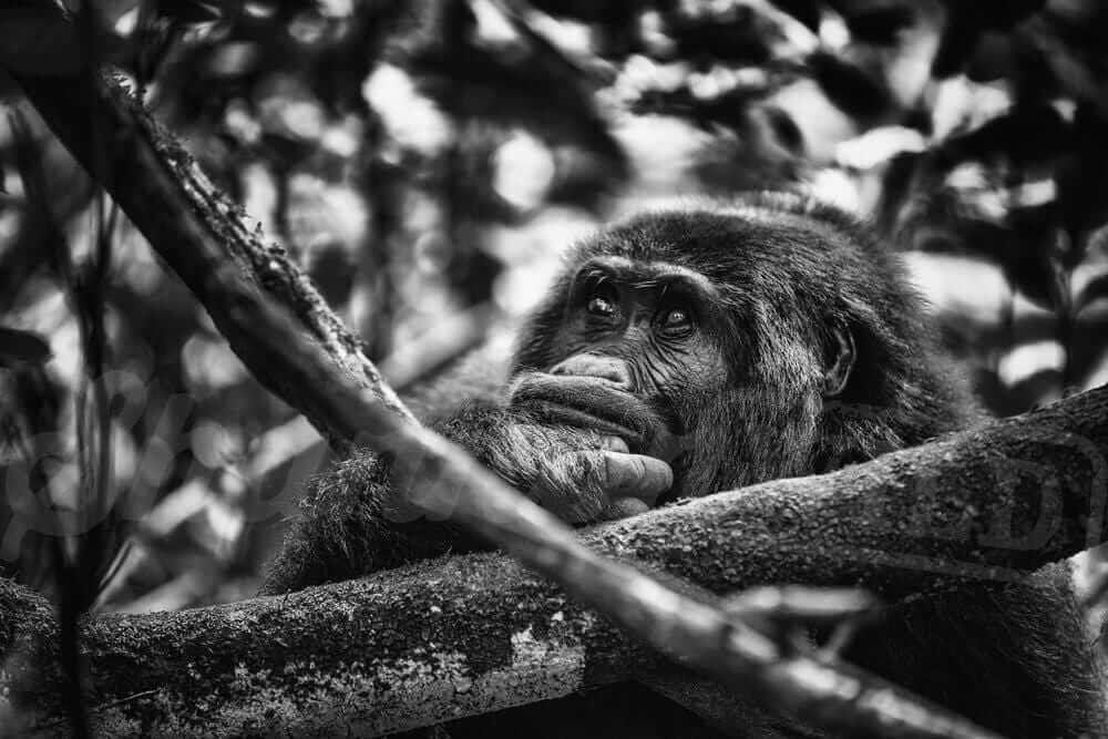 Contemplative Gorilla Photo Print - Wild In Africa