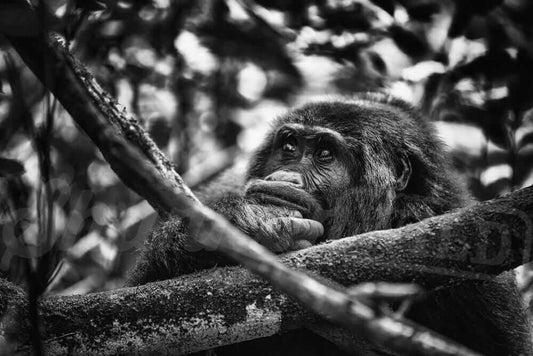 Contemplative Gorilla Photo Print - Wild In Africa