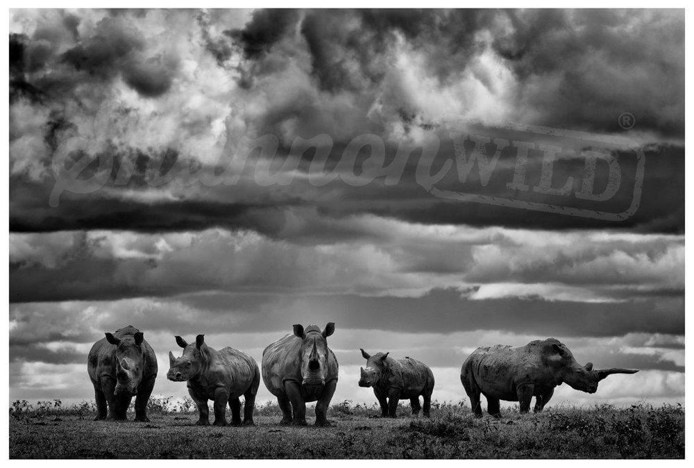 ‘Crash' Rhino Photo Print - Wild In Africa