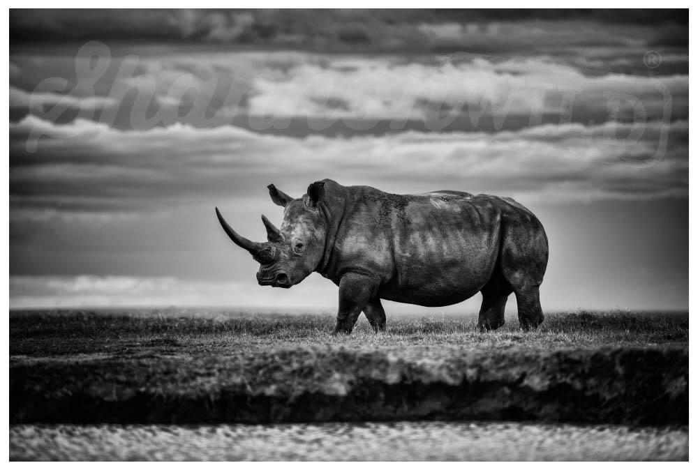 'Defiance' Rhino Photo Print - Wild In Africa