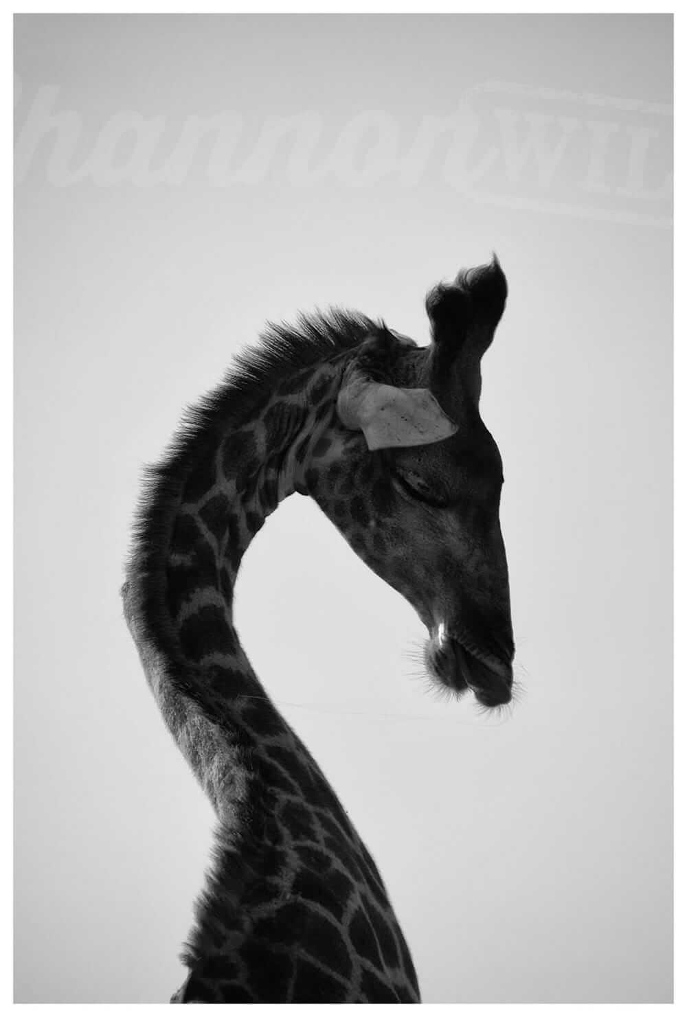 Elegant Giraffe Photo Print - Wild In Africa