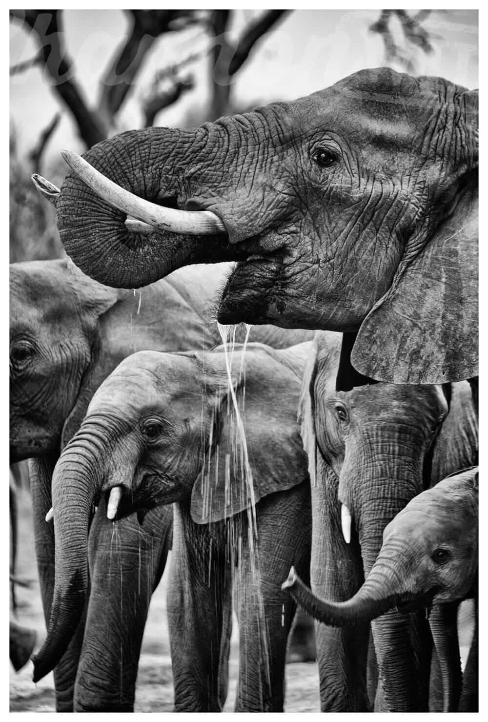 'Family Affair' Elephant Photo Print - Wild In Africa
