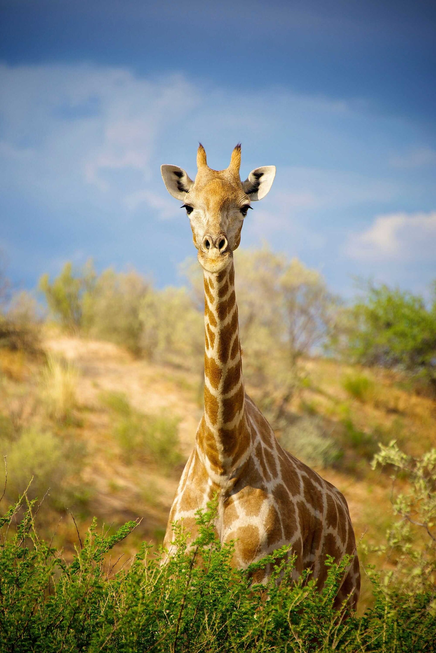 'Giraffe Portrait'