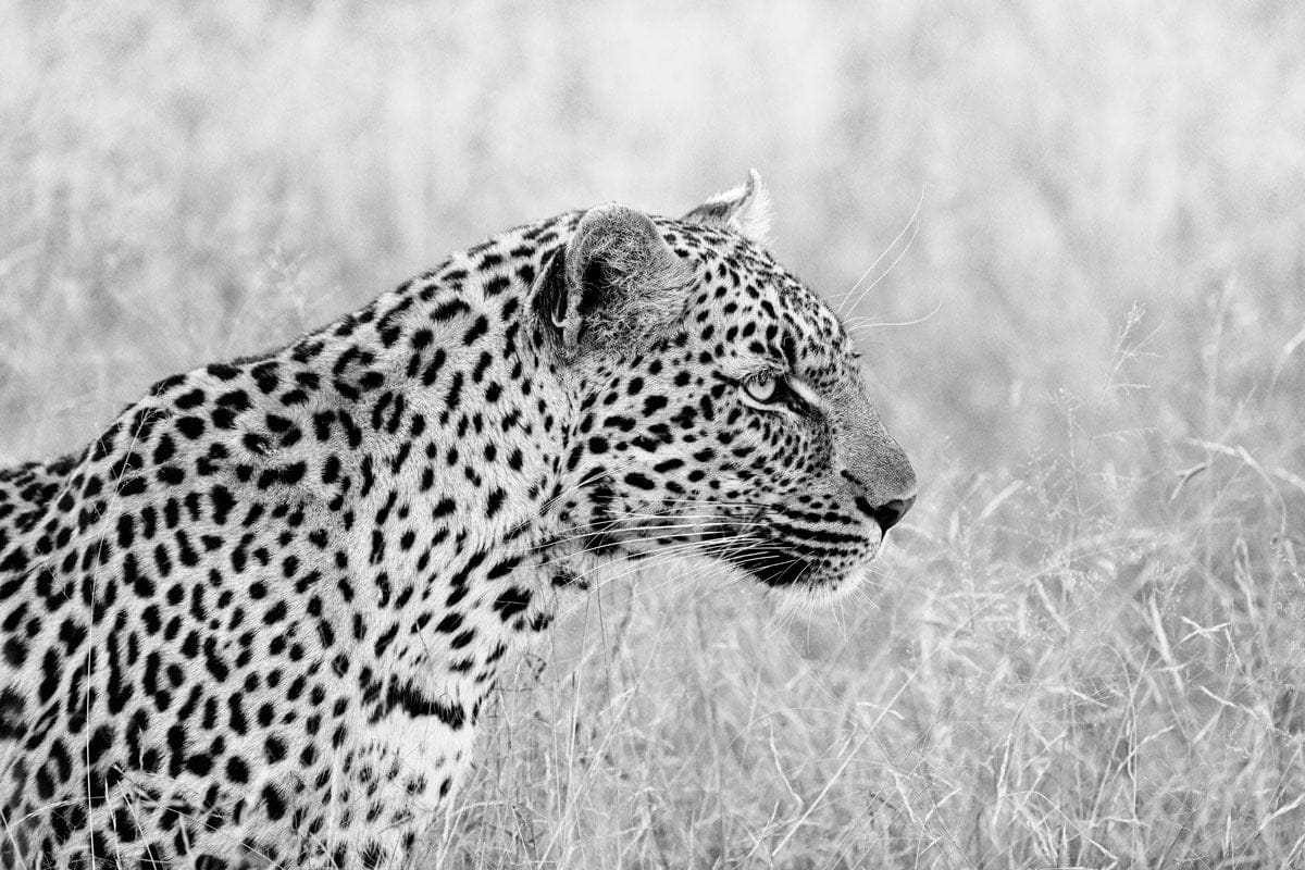 'Leopard Profile'