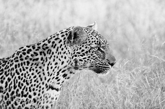 'Leopard Profile'