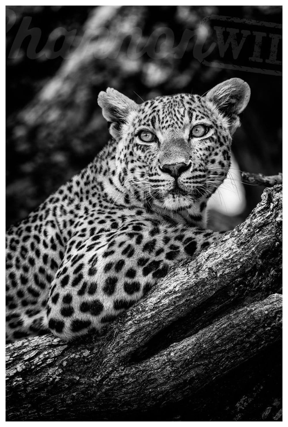 Leopard Limited Edition Print - Wild In Africa