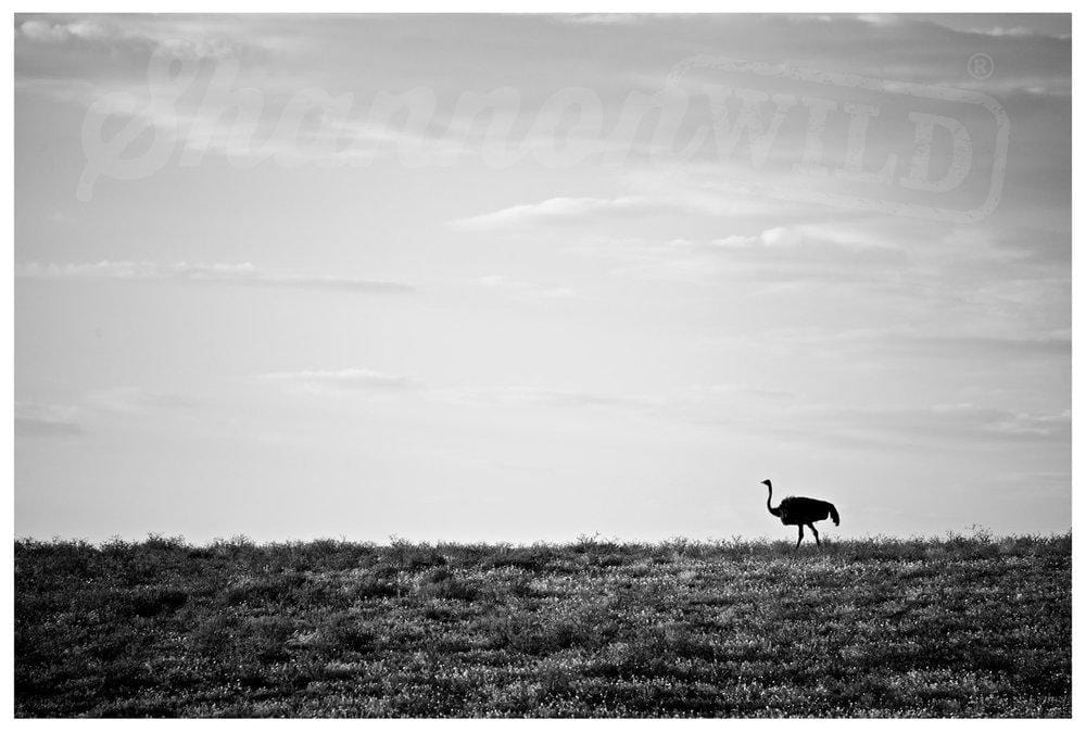 'Lone Ostrich' African Photo Print - Wild In Africa