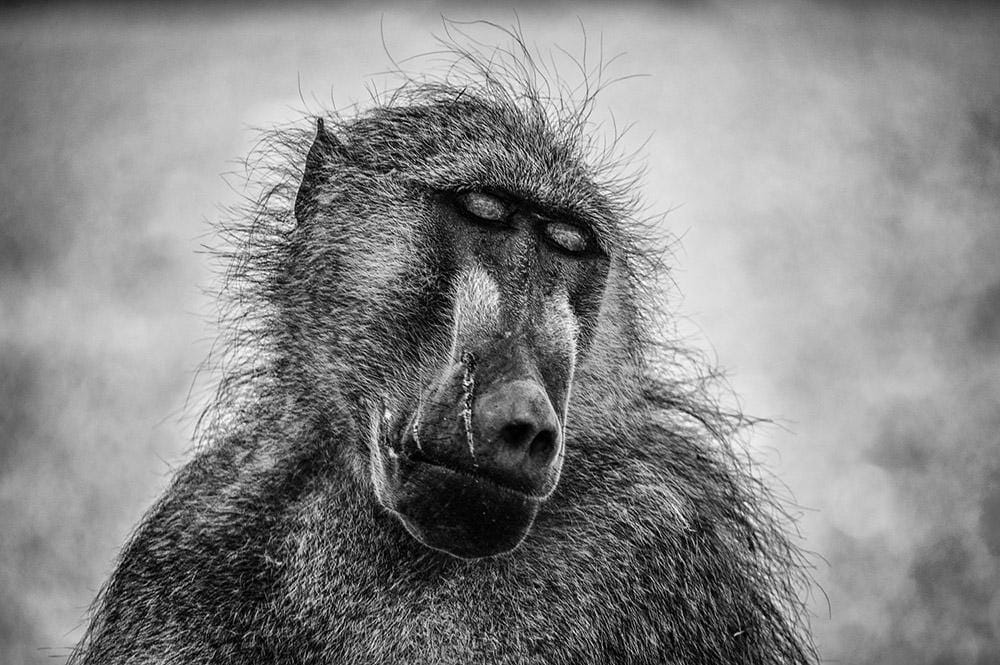 'Pensive Baboon'