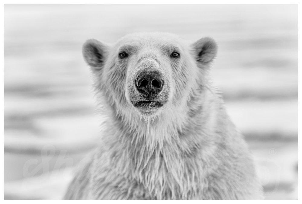 Polar Bear Portrait Print - Wild In Africa