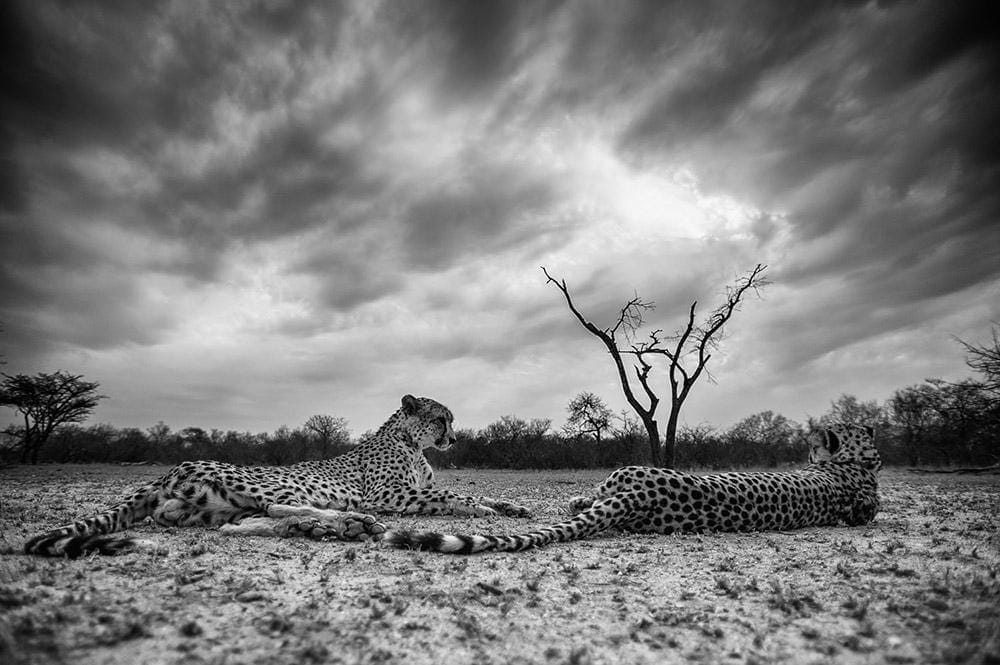 'Resting Cheetah Brothers'