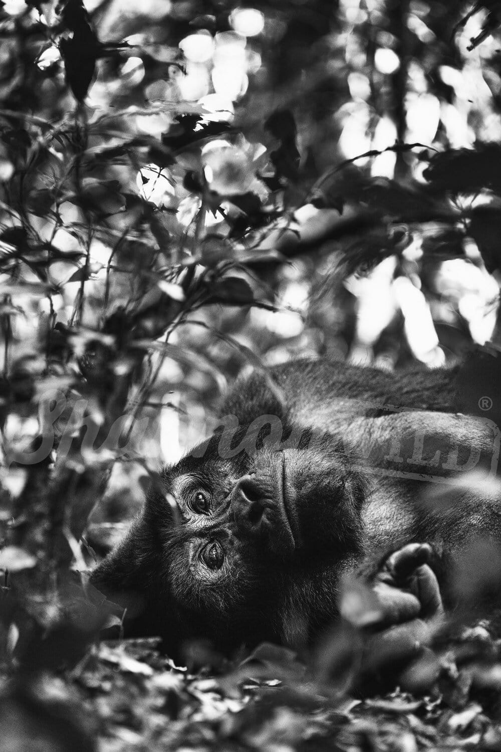 'Resting Silverback' Silverback Gorilla Photo Print - Wild In Africa