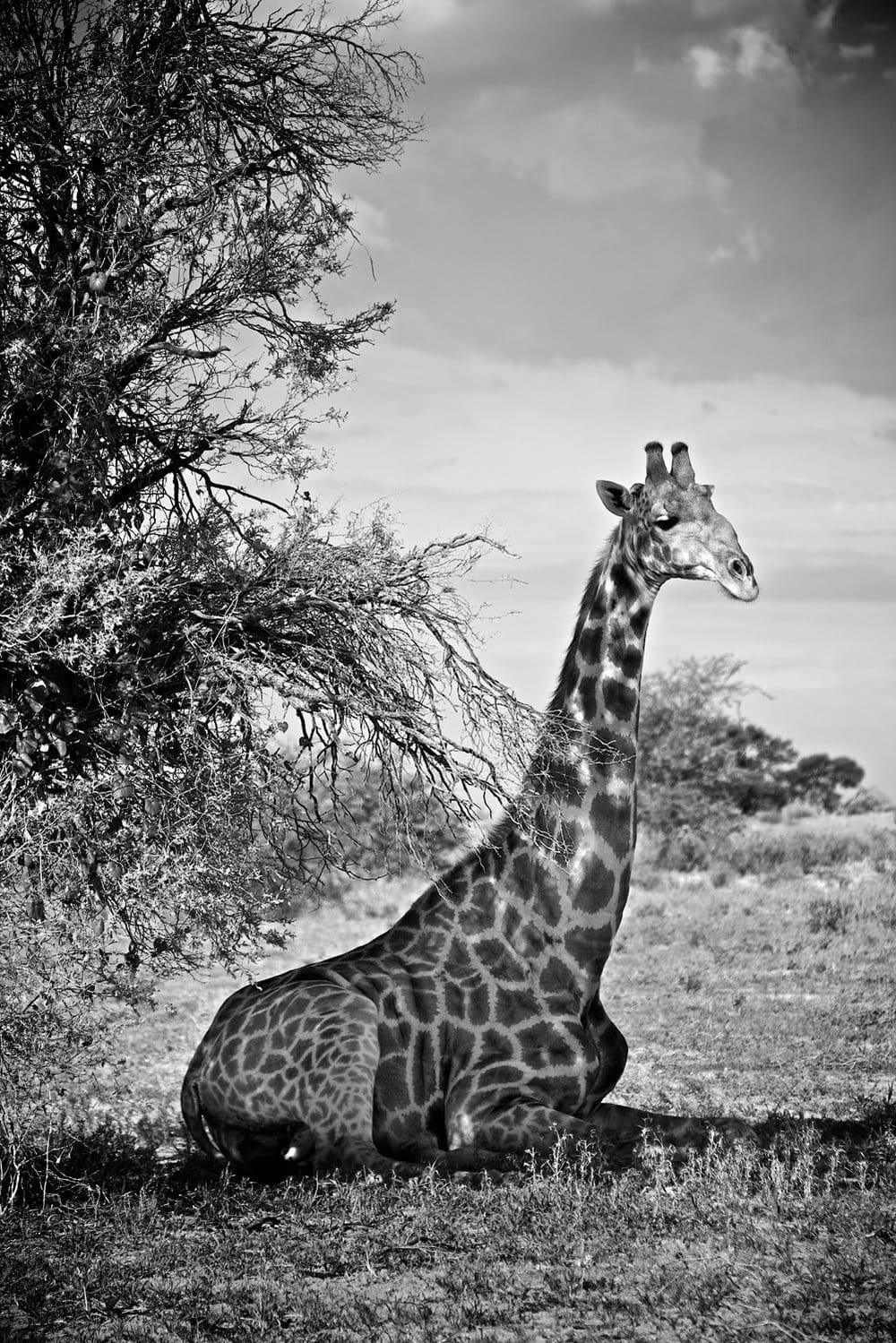 'Sitting Giraffe' Fine Art Giraffe Print - Wild In Africa