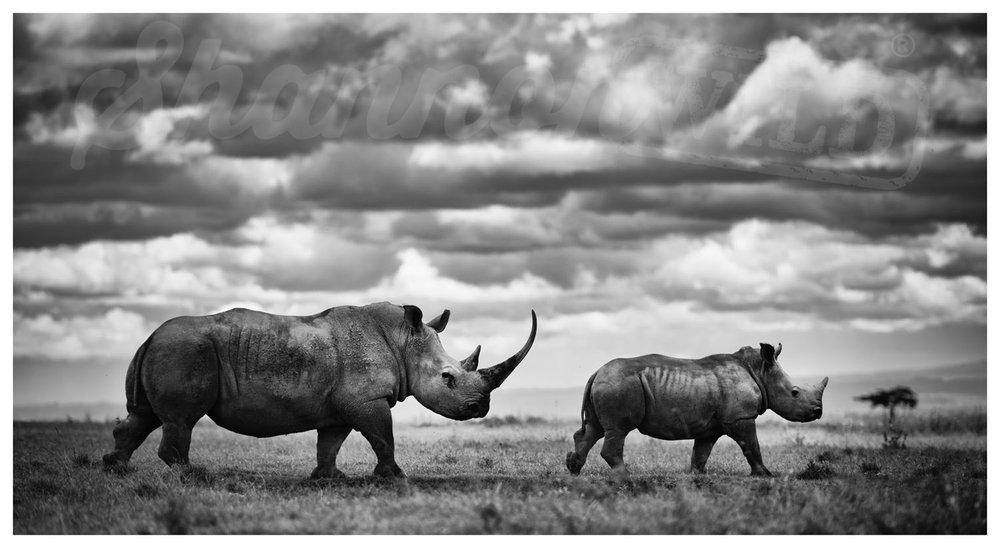 'Take The Lead' Limited Edition Rhino Print - Wild In Africa