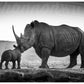 'The Kiss' Limited Edition Rhino Print - Wild In Africa