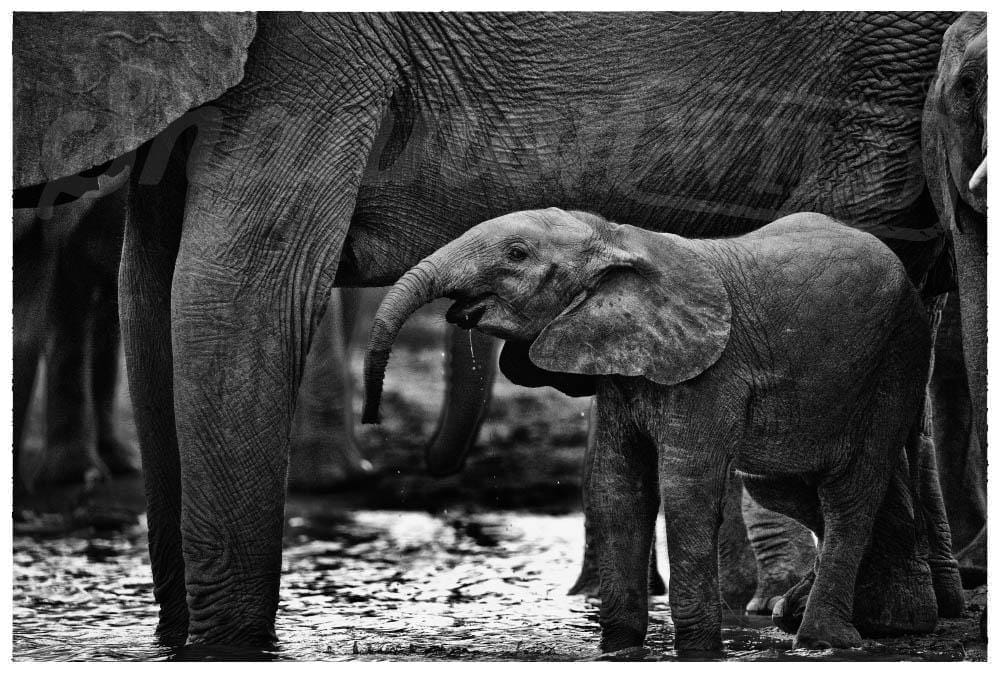 'Thirsty' Baby Elephant Photo Print - Wild In Africa
