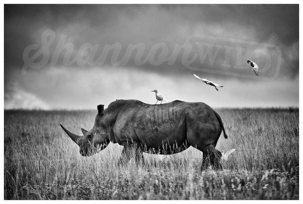 'White Rhino with Cattle Egrets' Rhino Fine Art Print - Wild In Africa