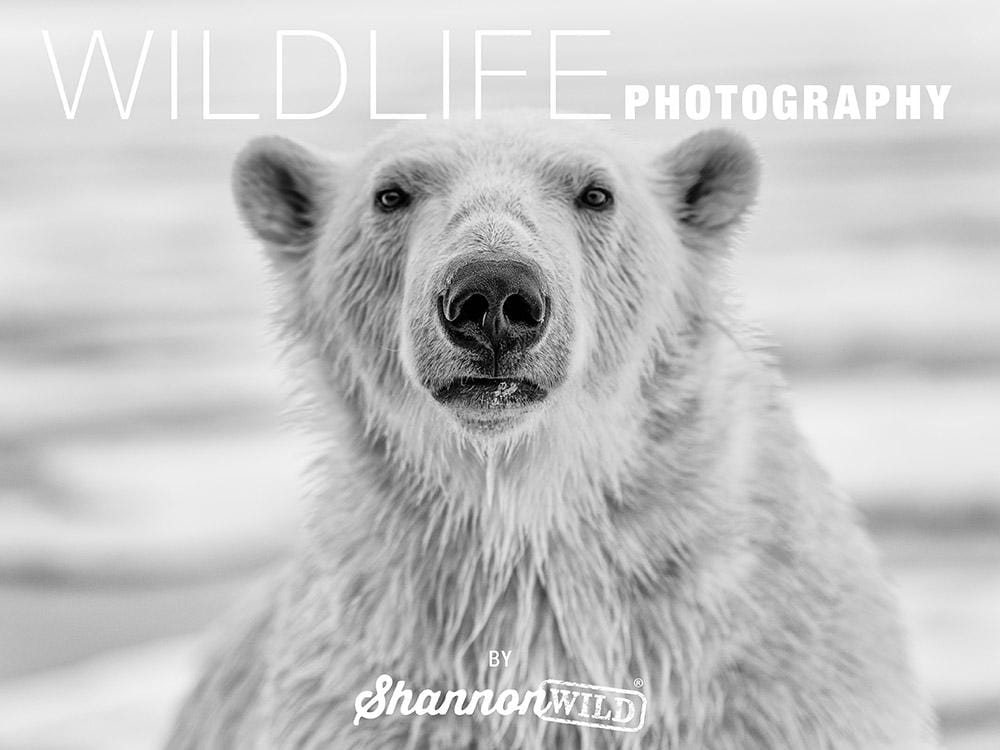 Wildlife Photography How-To by Shannon Wild 3rd Edition