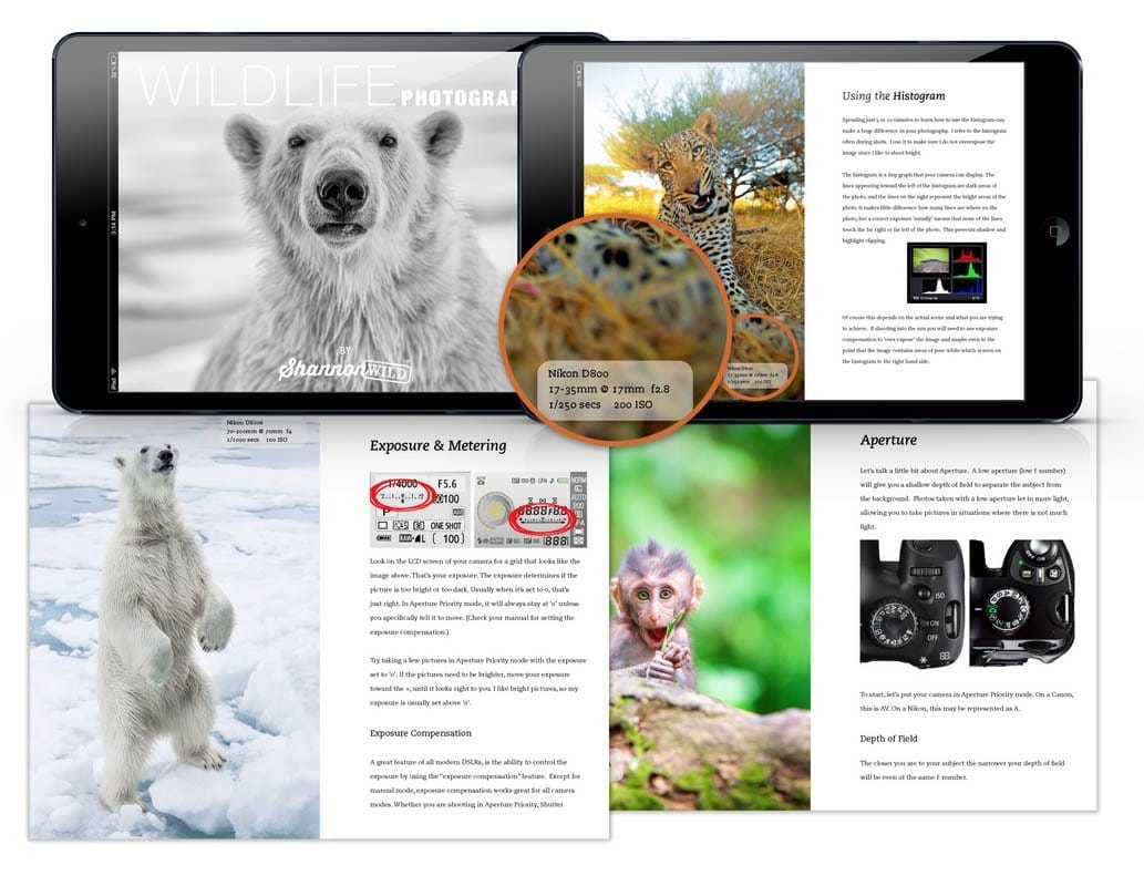 Wildlife Photography How-To by Shannon Wild 3rd Edition